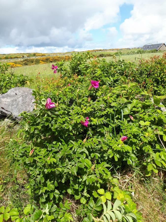Doolin Farm Apartment ภายนอก รูปภาพ